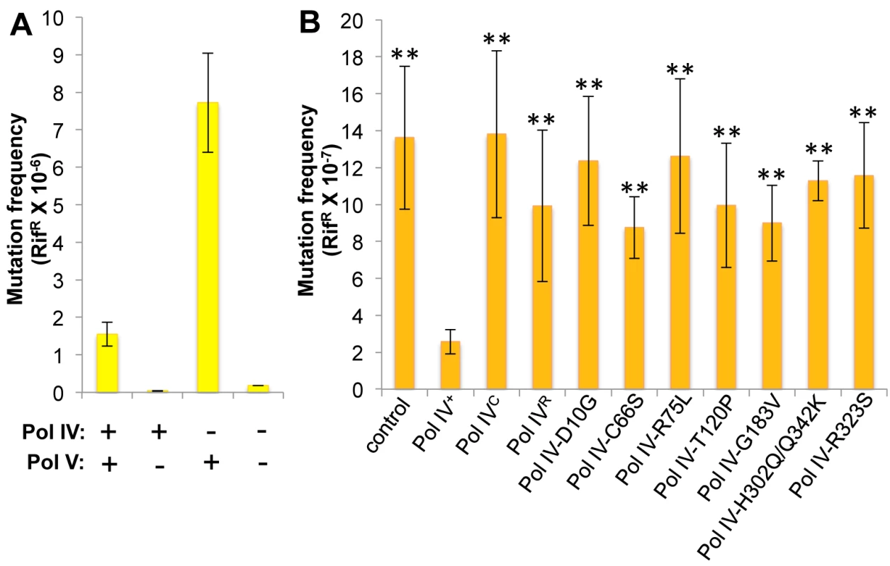 Ability of Pol IV mutants to tolerate MMS-induced DNA damage <i>in vivo</i>.
