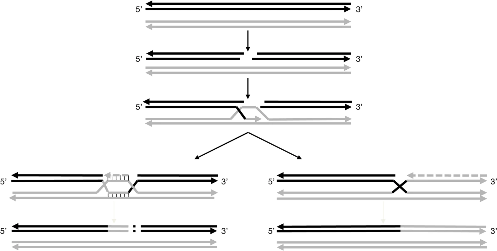 Models for pathways proposed to explain the non-canonical ‘white’ haplotypes.