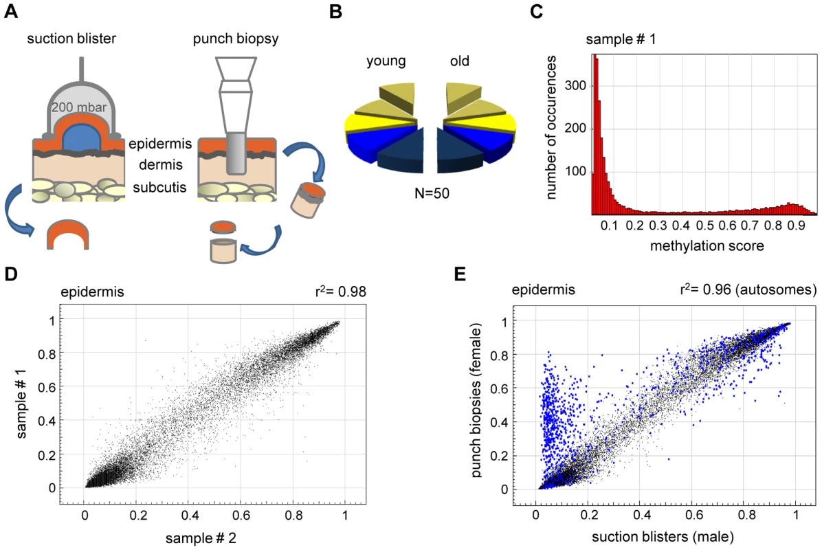 High interindividual similarity between DNA methylation patterns from human epidermis.