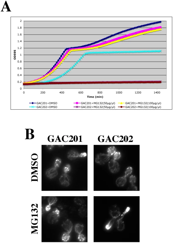 Complete inhibition of the proteasome induces a hypolarization phenotype.