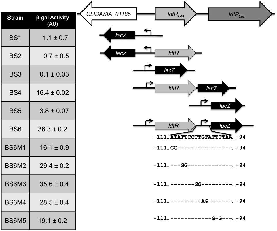 LdtR<sub>Las</sub> is a transcriptional activator.
