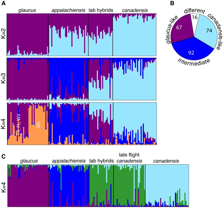 Genomic admixture in <i>appalachiensis</i> showing its hybrid origin and its contrast with laboratory-generated hybrids and late flight <i>canadensis</i>.