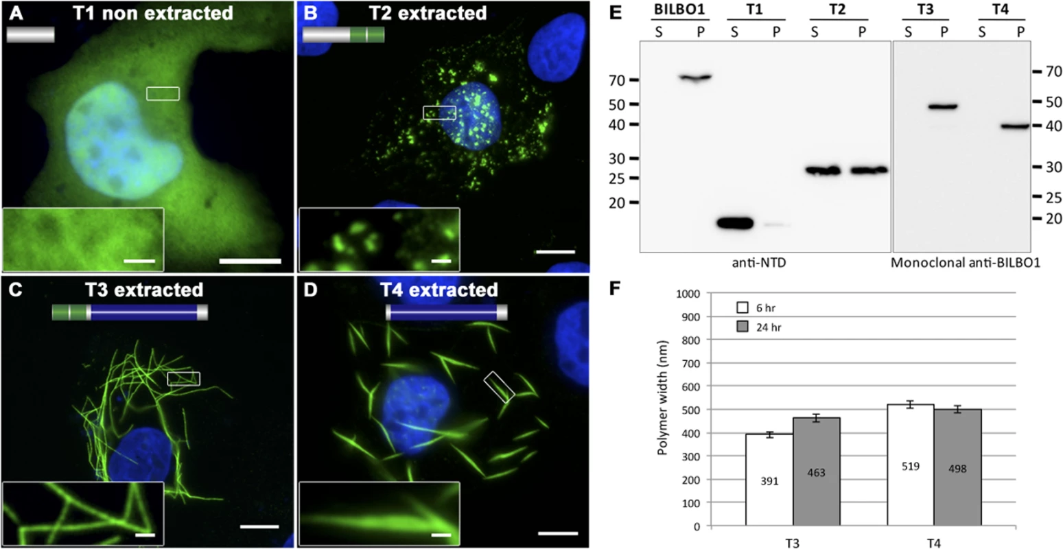 BILBO1 has self-polymerizing properties via its coiled-coil domain.