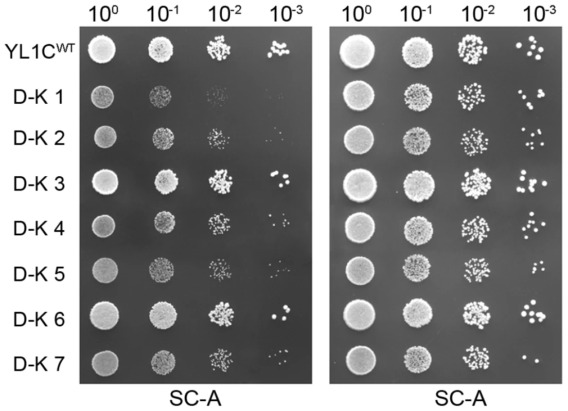 Phenotypic effect of anti-regulation between a convergent pair in a nutrient-limited environment.