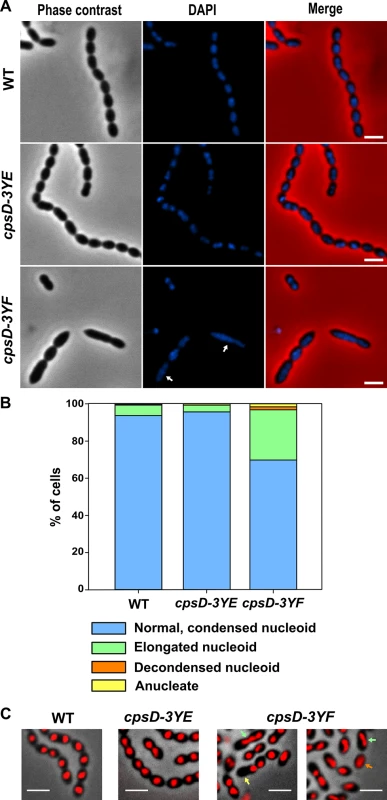Visualization of nucleoids in WT and <i>cpsD</i> mutant strains.