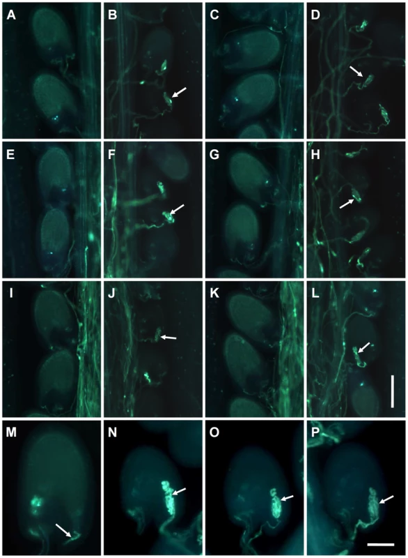 The <i>myb97 myb101 myb120</i> triple mutant pollen tubes did not stop growing and failed to discharge sperm cells into the embryo sacs.