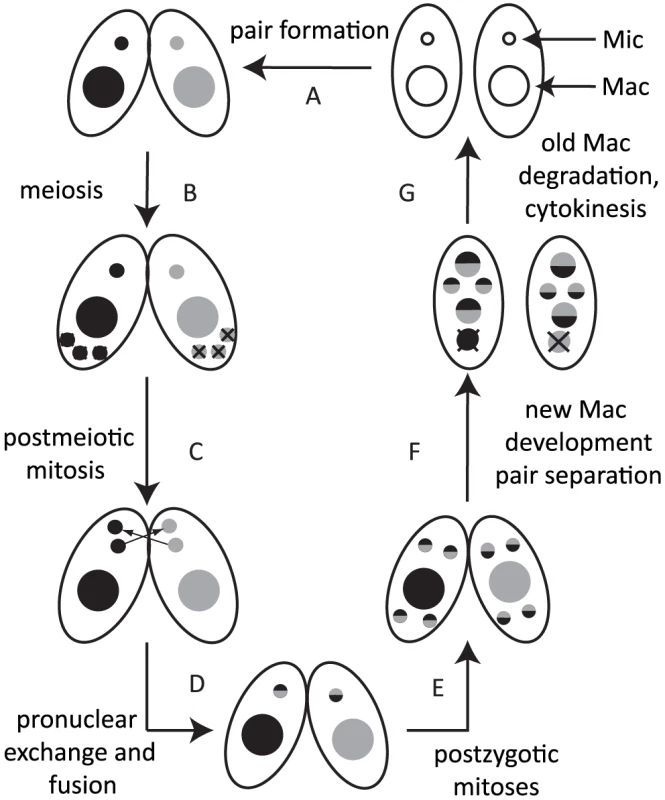 Conjugation of <i>Tetrahymena</i>.