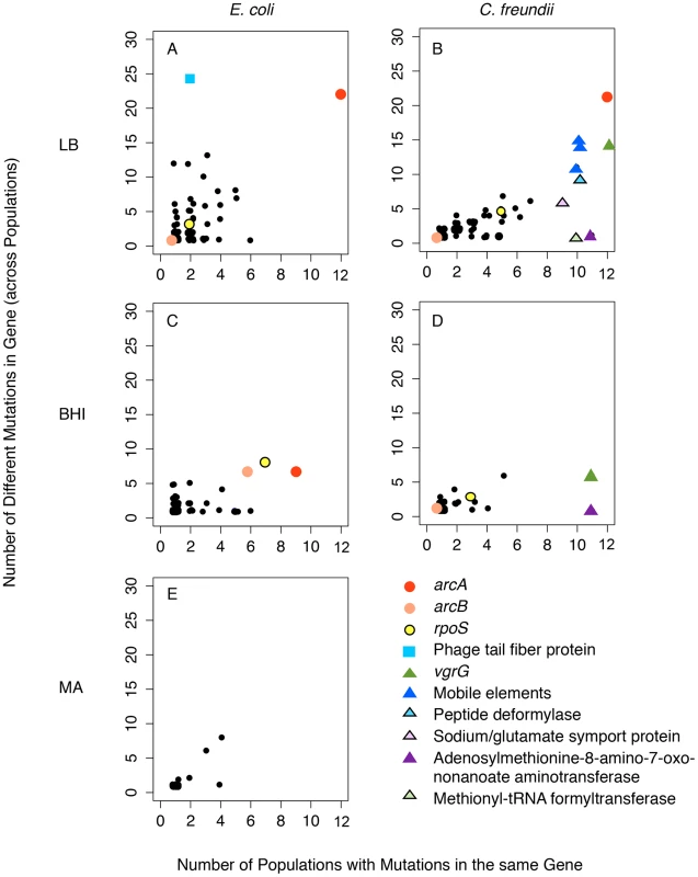 Mutations in <i>arcA</i> and <i>rpoS</i> evolved repeatedly both within and among <i>E. coli</i> populations evolved in LB (A) and BHI (C), and <i>C. freundii</i> populations evolved in LB (B) and BHI (D).