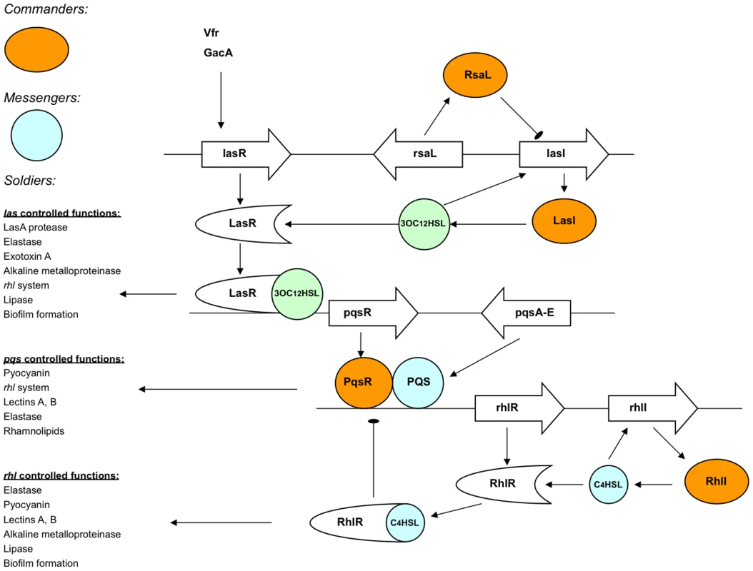 Schematic overview of the complex QS systems present in <i>P. aeruginosa</i>.