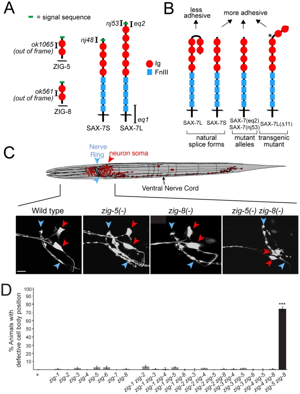 Neuronal maintenance factors and the defects caused by their removal.