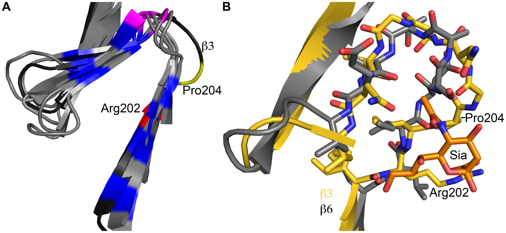 Structural adaption of the binding site.