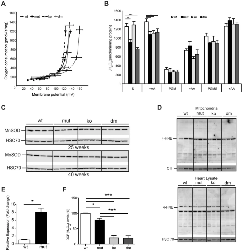 UCP2 deficiency does not affect proton leak kinetics or ROS production.
