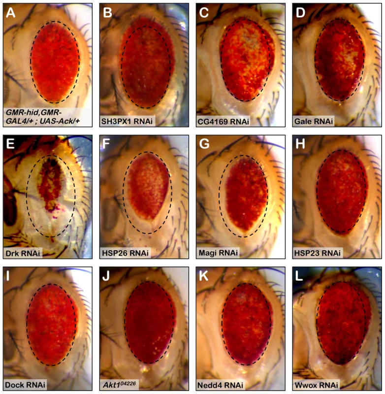 RNAi knockdown of Ack interacting proteins identify Drk as part of the Ack survival pathway.