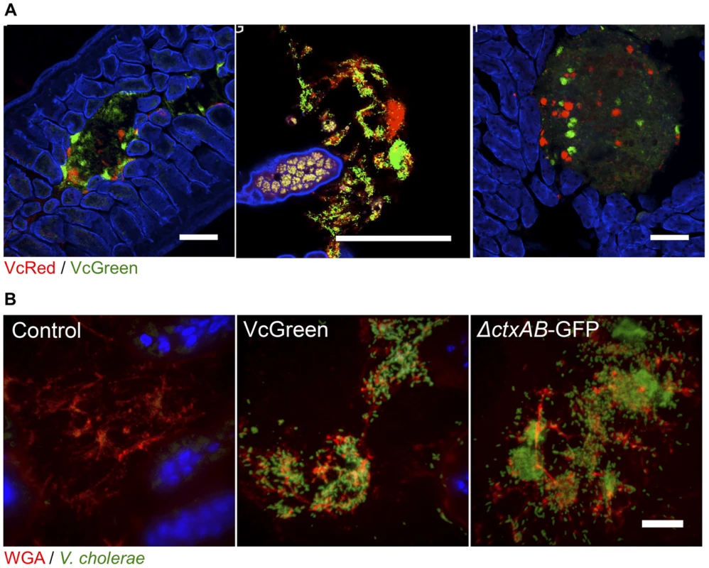 <i>V. cholerae</i> aggregates are present in the lumen of the lower SI, often associated with mucus.