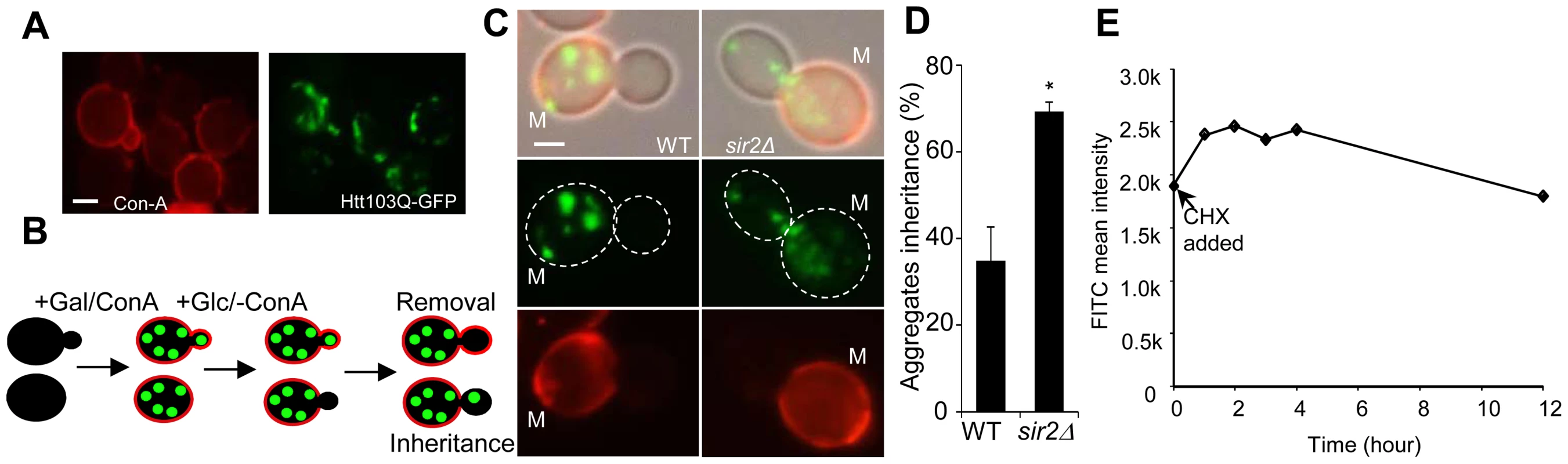 Sir2 is required for efficient mother-biased segregation of the Huntington disease model protein HttQ103.