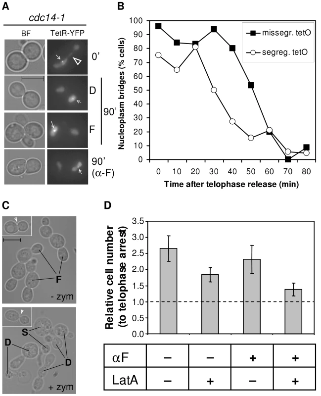 Cells complete karyo- and cytokinesis after a <i>cdc14-1</i> release, irrespective of the cXIIr segregation status.