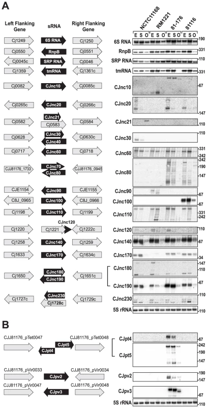 Small RNAs in <i>Campylobacter jejuni</i>.
