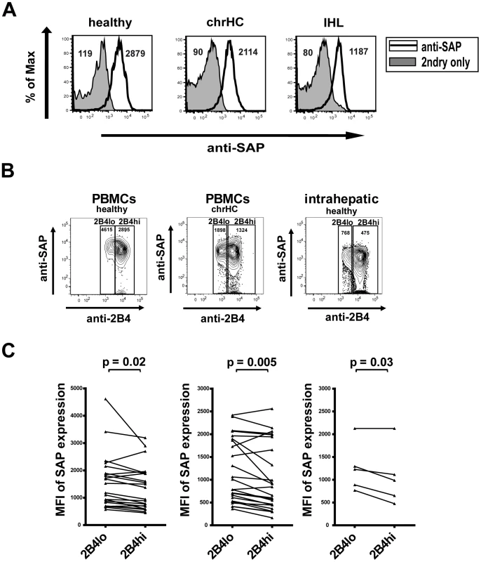 Expression of SAP by CD8+ T cells.