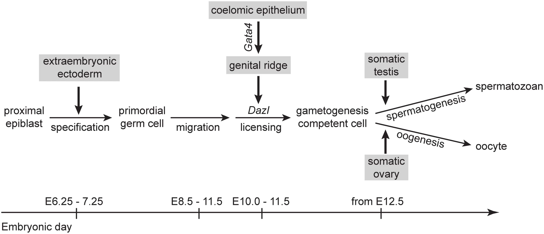 A proposed model for somatic induction of germ cell differentiation, in three steps.