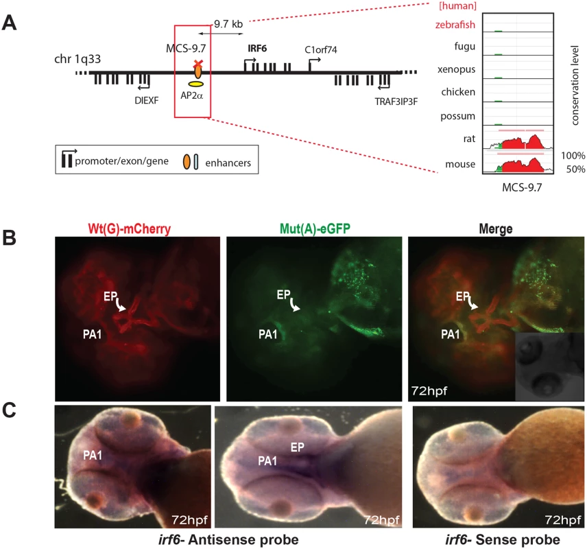 Dual-fluorescence transgenic analysis of IRF6 enhancer MCS-9.7 where a SNP (rs642961, G>A) in a TFAP2A (AP2α) binding site has been associated with cleft lip.