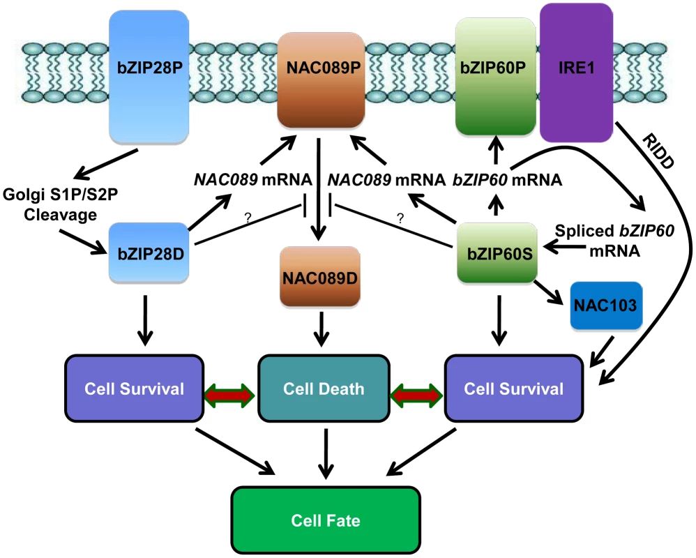 Hypothetical working model of cell survival and cell death pathways in plant UPR.