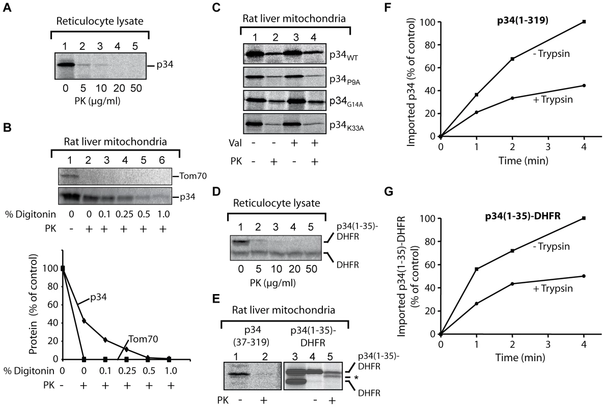 Import of p34 into isolated rat liver mitochondria.