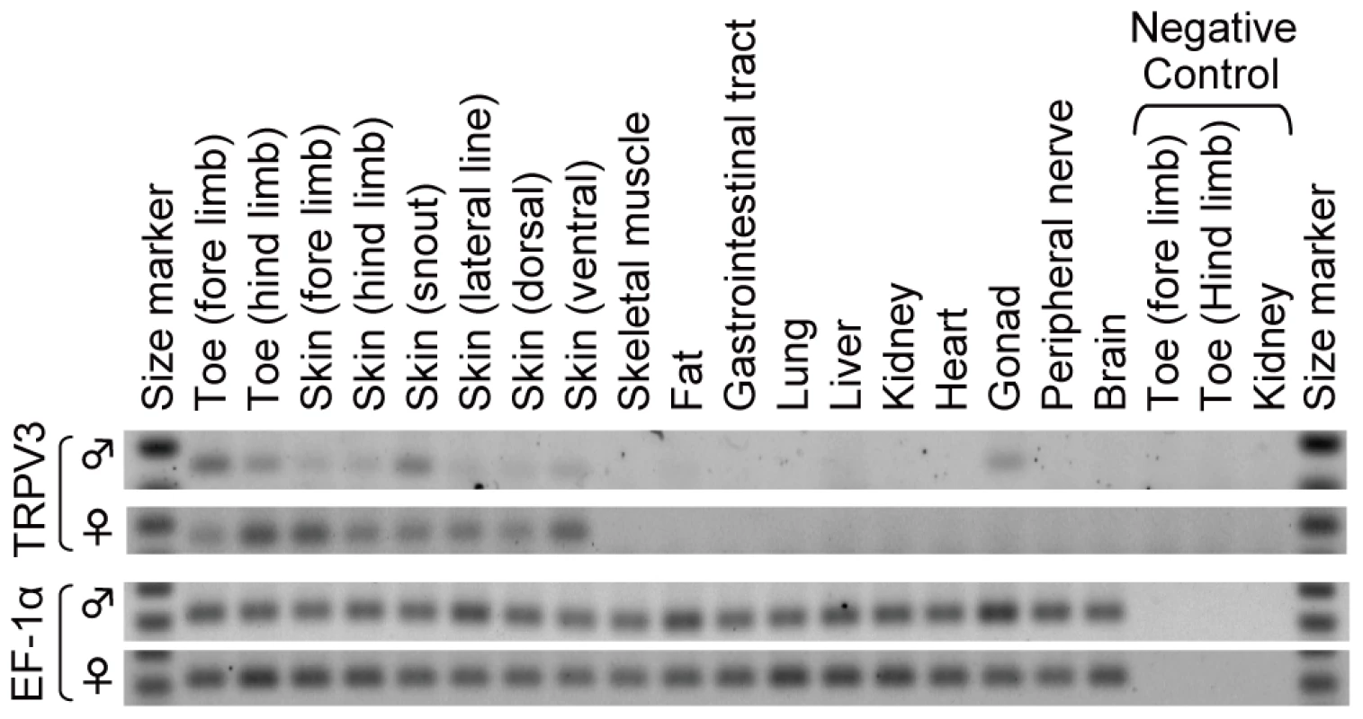Expression of TRPV3 in the skin of the western clawed frog.