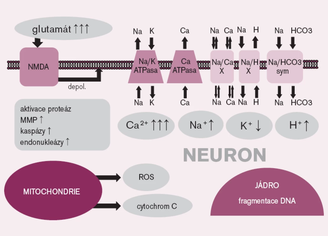 Vybrané mechanizmy ischemicko-reperfuzního poškození na úrovni nervové buňky.
NMDA – N- methyl- D- aspartát receptor, depol. – depolarizace, X – výměník, sym. – symporter, MMP – matrixová metaloproteináza, ROS – reaktivní formy kyslíku