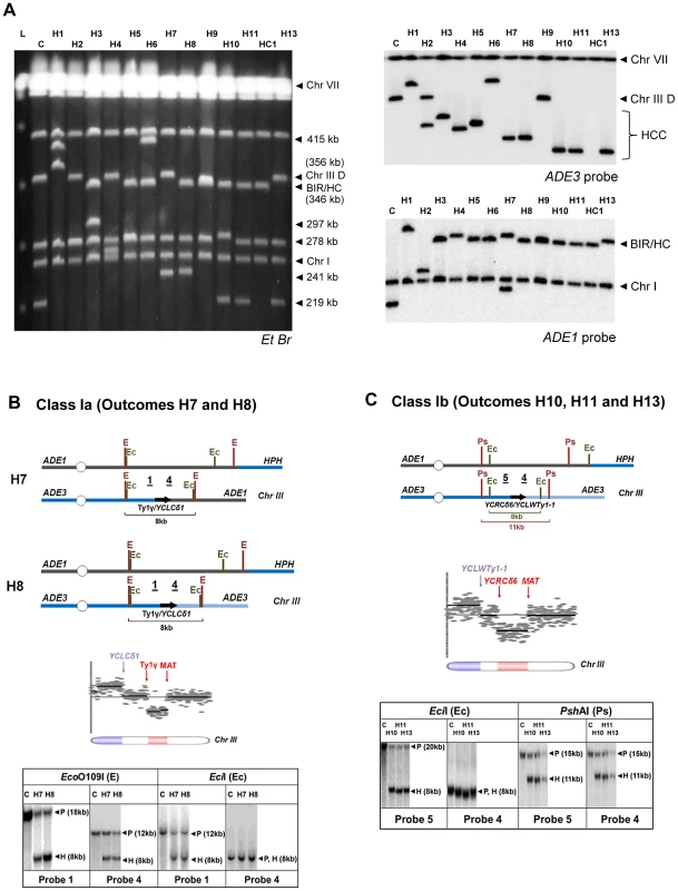 Analysis of HCC outcomes from <i>rad24</i>
