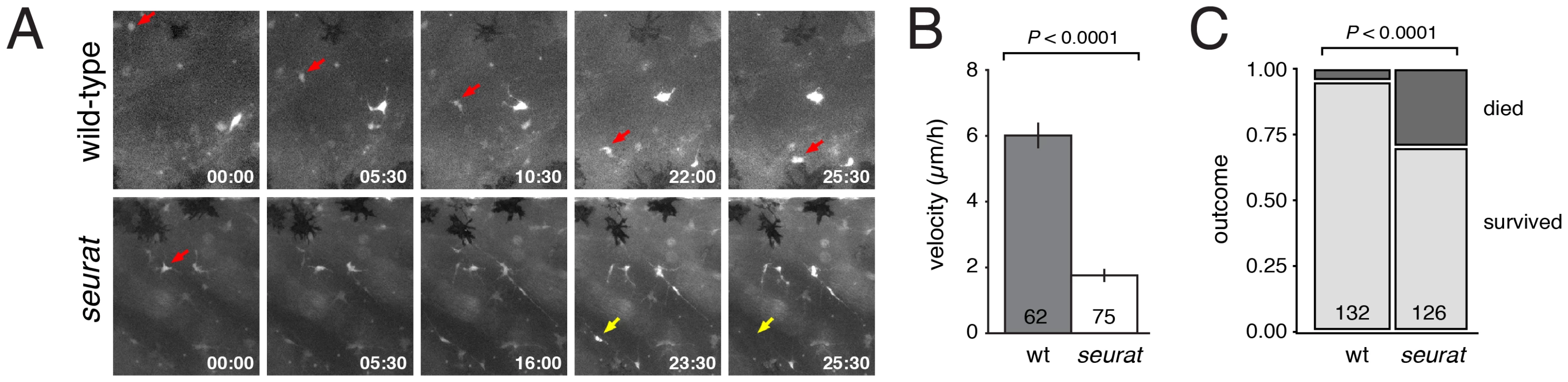 Melanophore precursors require <i>igsf11</i> for their migration and survival.