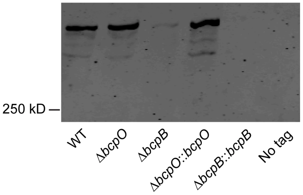 Analysis of BcpA-HA.