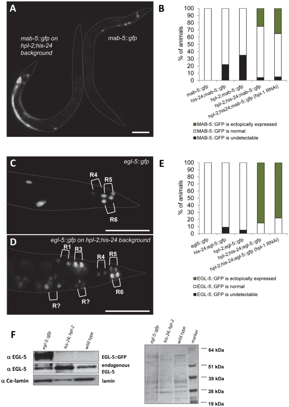 <i>mab-5</i> and <i>egl-5</i> Hox genes are ectopically expressed in <i>hpl-2</i>; <i>his-24</i> mutants.
