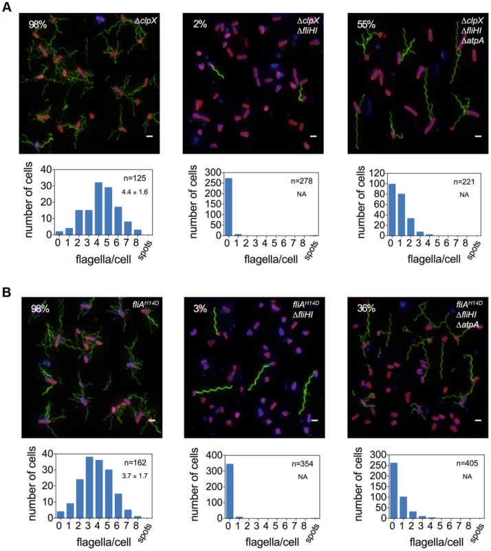 Frequency of flagellar filament formation of a <i>fliHI</i> mutant strain is increased in <i>clpX</i> null and <i>fliA<sup>H14D</sup></i> backgrounds.