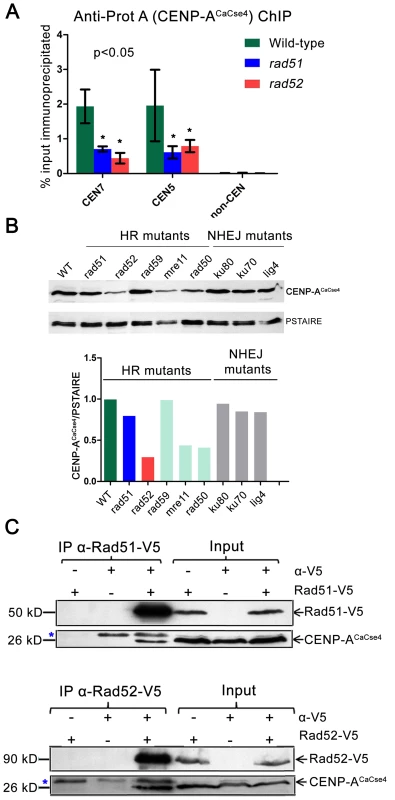 Rad51 and Rad52 aid in CENP-A<sup>CaCse4</sup> recruitment.