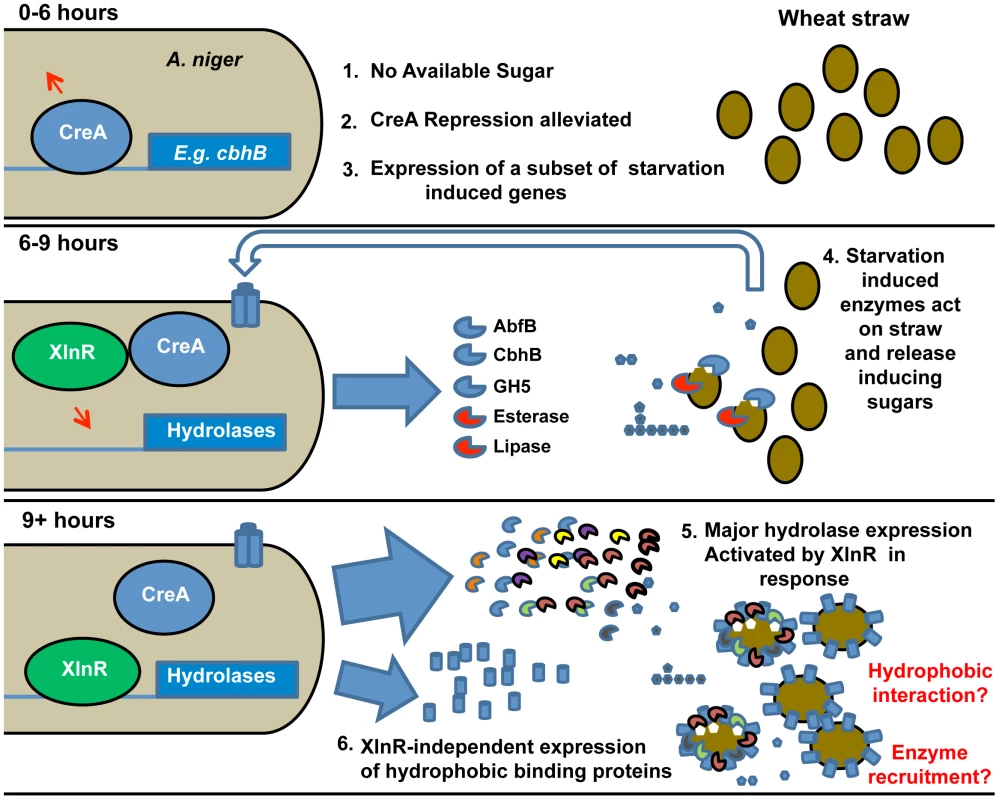 Induction model based on the sequential expression of responsive genes.