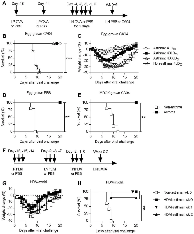 Asthmatic mice are highly resistant to influenza A virus challenge.