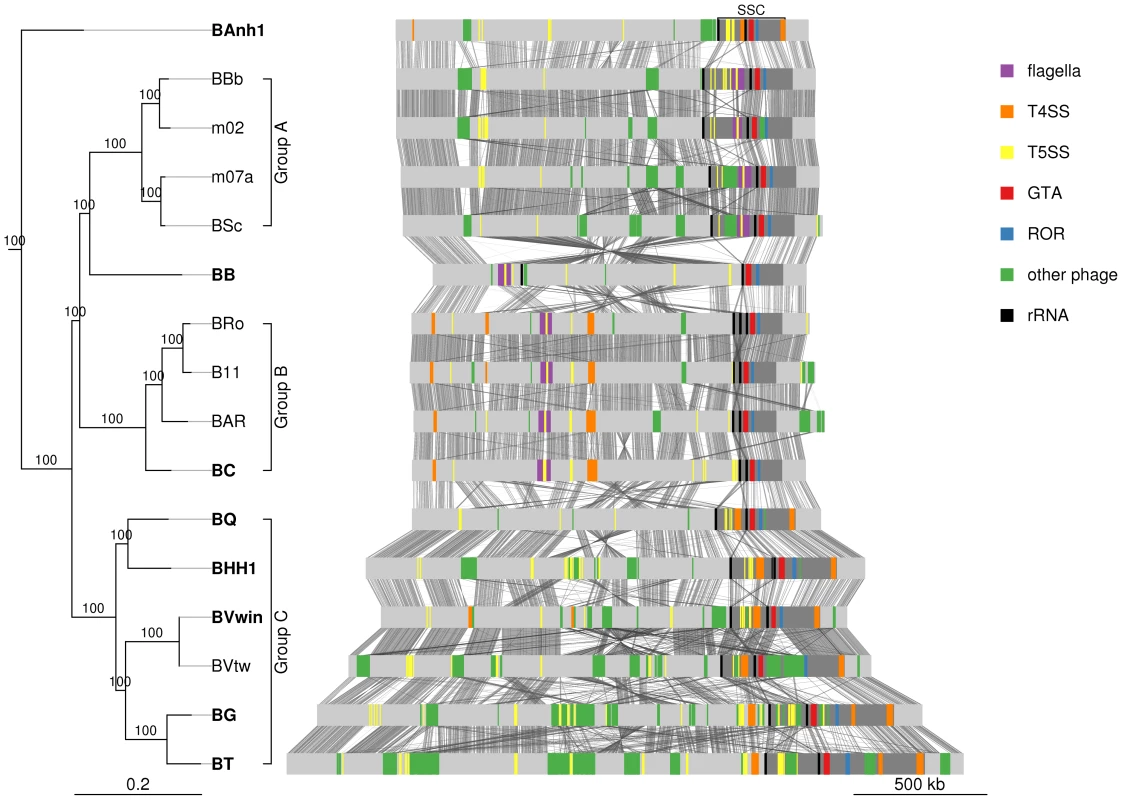 Comparative genomics of <i>Bartonella</i>.