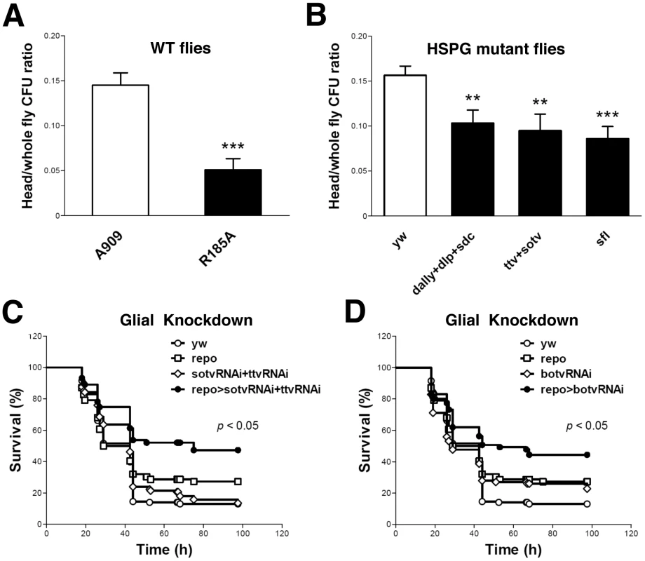 ACP-GAG binding promotes GBS invasion into fly heads; glial GAG polymerase knock-down decreases lethal infection.