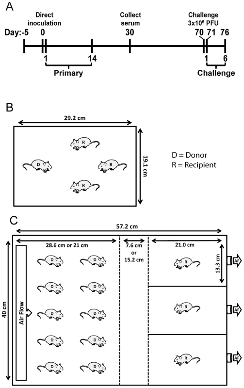 Schematic of experimental and transmission cage design.