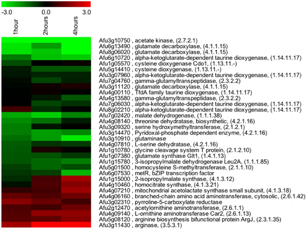 Genes involved in amino acid biosynthetic processes are transcriptionally affected by loss of SrbA in hypoxia.