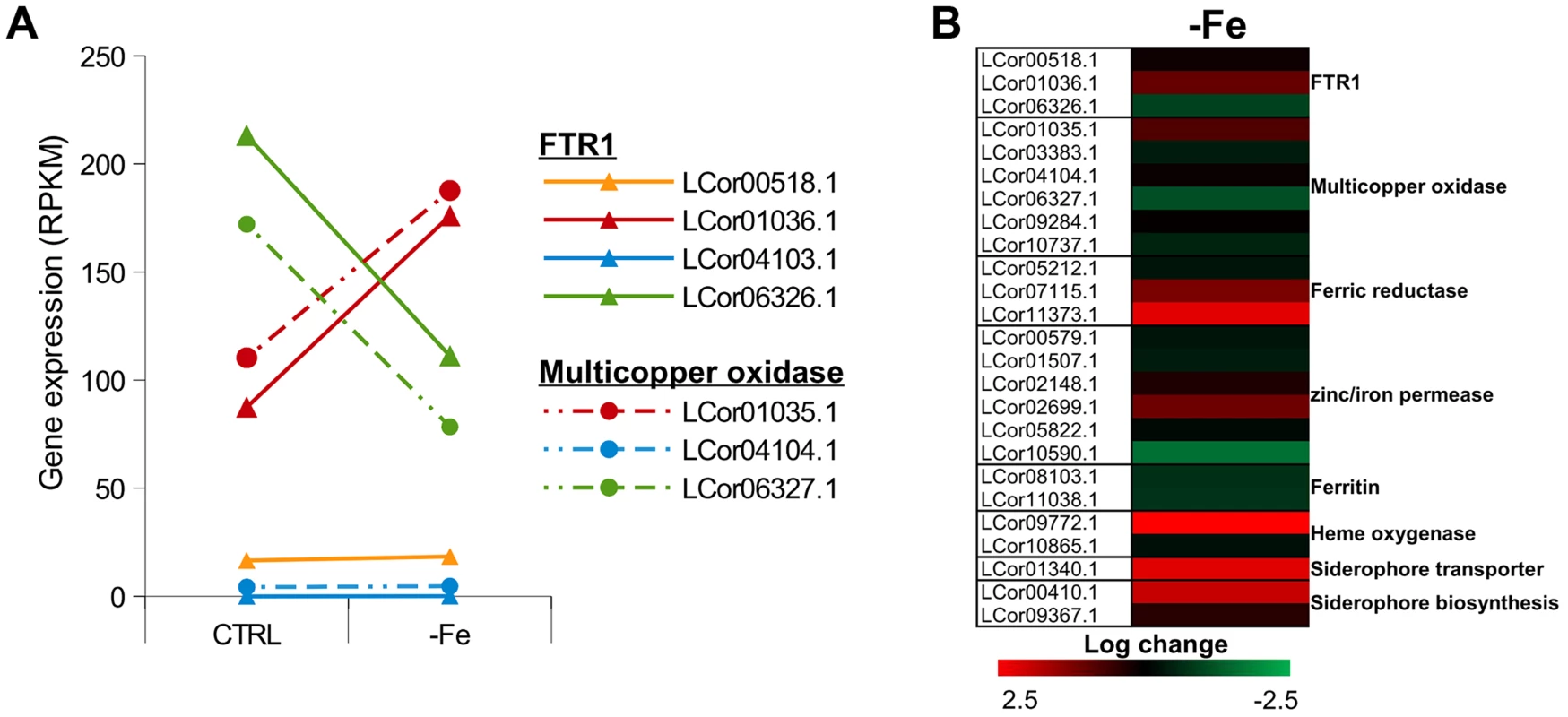 Expression of iron uptake genes under iron limited conditions.