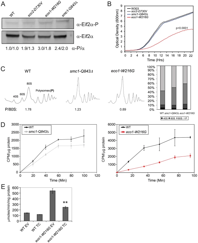 Cohesinopathy mutants display phenotypes consistent with translation defects.