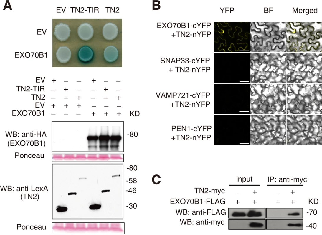 EXO70B1 interacts with TN2.