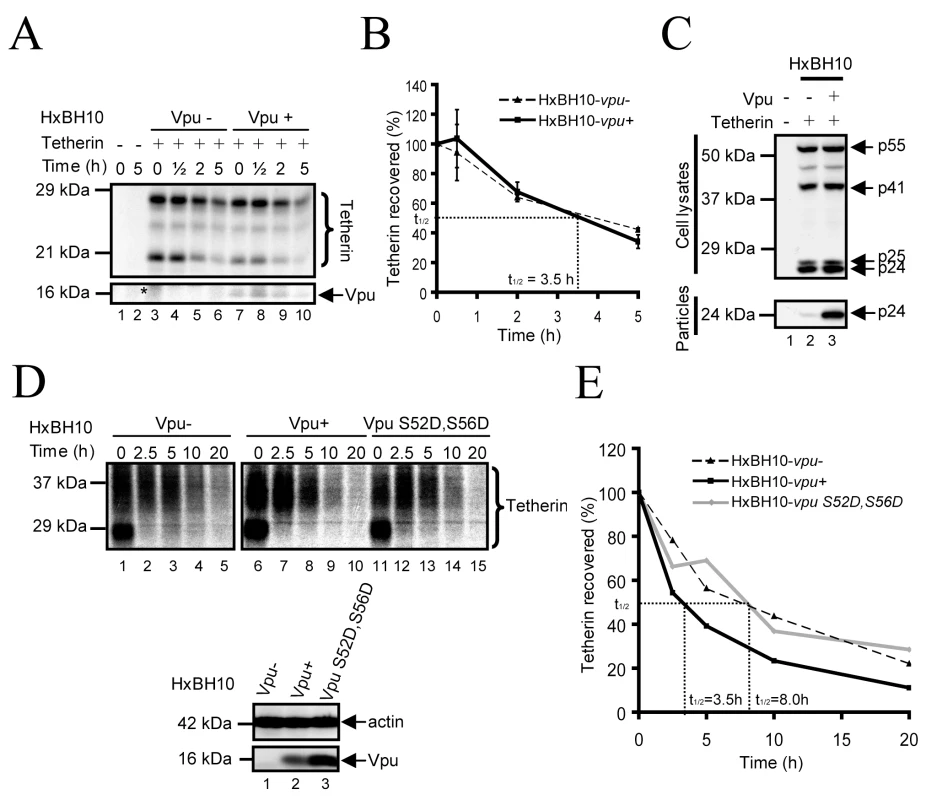 Analysis of the turnover of endogenous and exogenously-expressed Tetherin in the presence of Vpu.