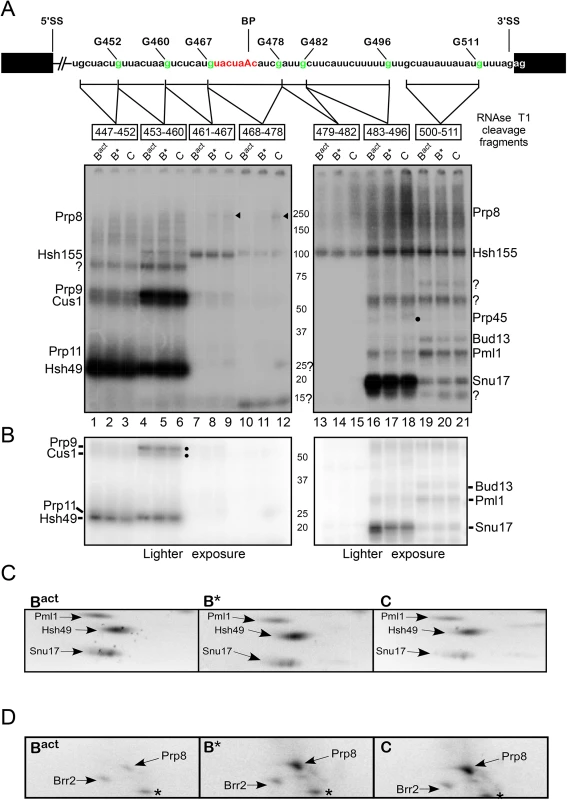 Dynamics of protein–pre-mRNA interactions around the branch-site.