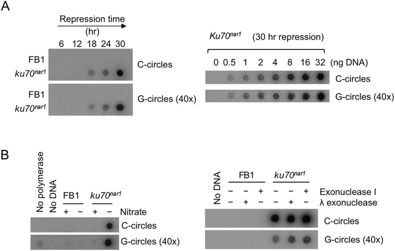 Elevated levels of C-circles and G-circles in the <i>Ustilago maydis ku</i> mutants.