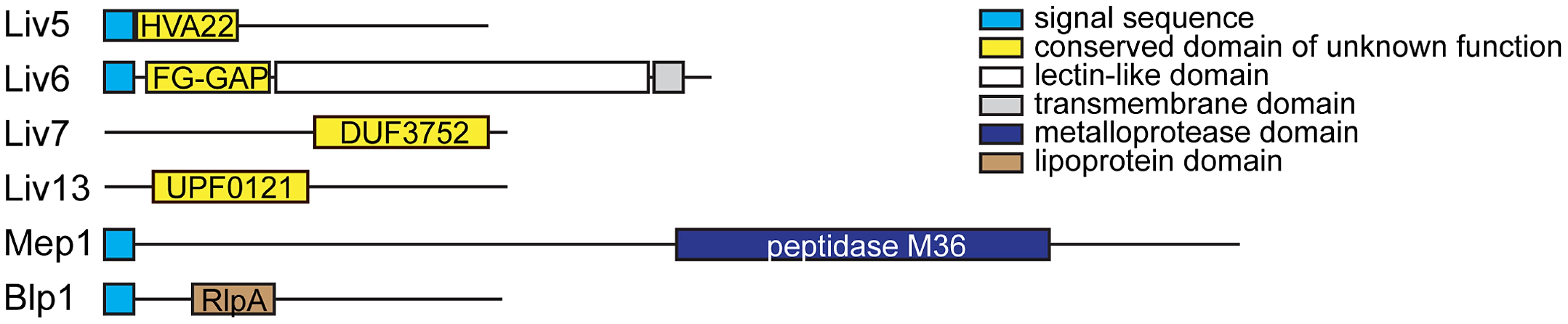 <i>C. neoformans</i> bait genes.