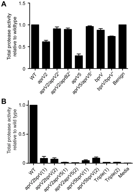 Protease activity of D. nodosus wild-type and protease mutants.