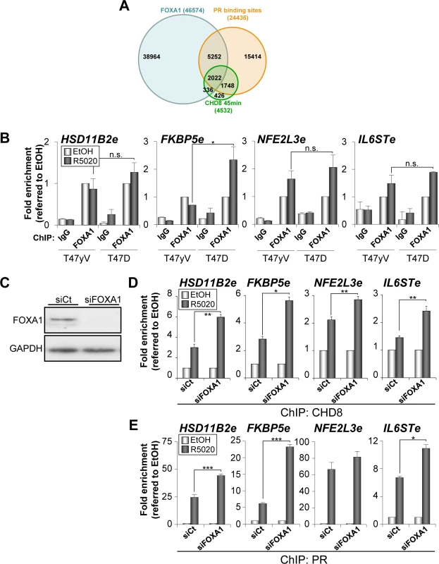 Depletion of FOXA1 stimulates PR and CHD8 recruitment to PRbs.