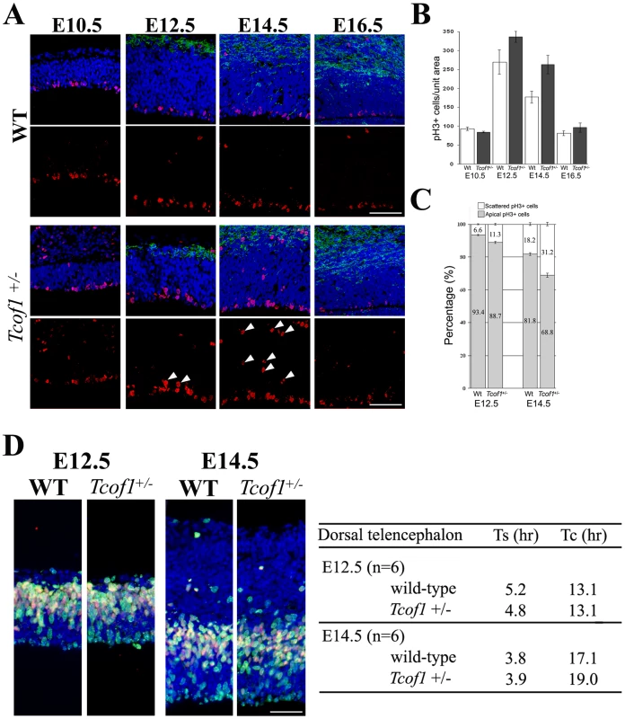 Neural progenitor cells in <i>Tcof1</i><sup>+/−</sup> embryos exhibit mitotic defects.